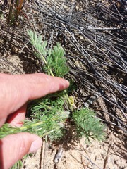 Pelargonium rapaceum
