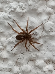 Trochosa terricola