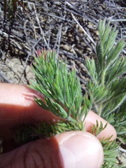 Pelargonium rapaceum