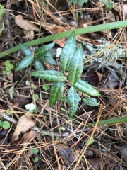 Trachelospermum