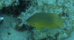 Pomacentrus moluccensis