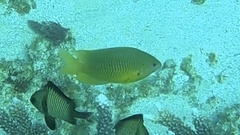 Pomacentrus moluccensis