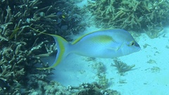 Scolopsis monogramma