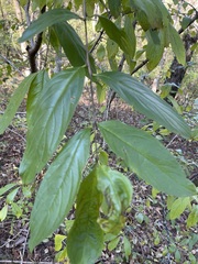 Rhamneae