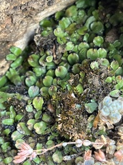 Sedum dasyphyllum