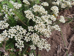 Helichrysum teretifolium