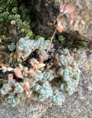 Sedum dasyphyllum