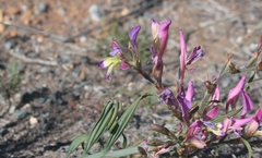 Babiana spiralis