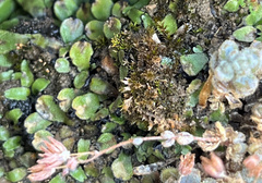 Sedum dasyphyllum