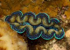 Tridacna crocea