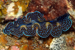 Tridacna crocea