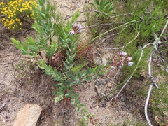 Lobostemon glaucophyllus