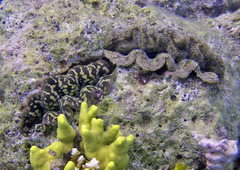 Tridacna