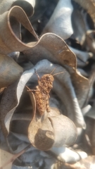 Pycnocrania grandidieri