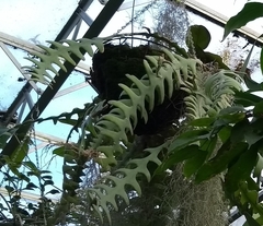 Selenicereus anthonyanus