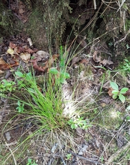 Rhynchospora rugosa