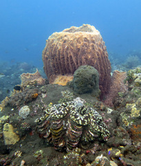 Tridacna squamosa