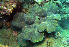 Tridacna squamosa