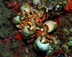 Tridacna squamosa