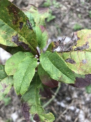 Prunus padus
