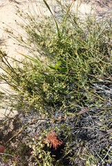 Adenogramma glomerata