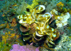 Tridacna squamosa
