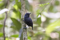 Dysithamnus plumbeus