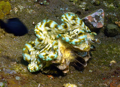 Tridacna squamosa