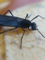 Penthetria heteroptera