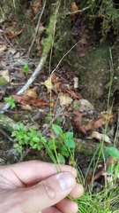 Rhynchospora rugosa