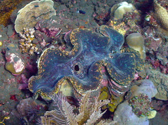 Tridacna squamosa