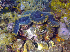 Tridacna squamosa