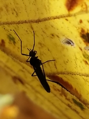 Penthetria heteroptera