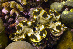 Tridacna squamosa
