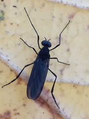 Penthetria heteroptera