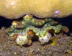 Tridacna squamosa