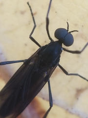 Penthetria heteroptera