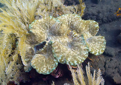 Tridacna squamosa