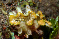 Tridacna squamosa