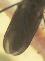Penthetria heteroptera