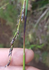 Costularia melicoides