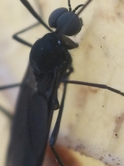Penthetria heteroptera