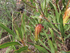 Protea burchellii