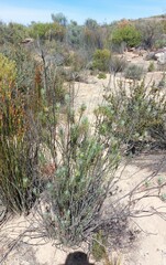 Euryops