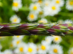 Alopecurus myosuroides