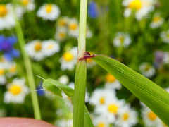 Alopecurus myosuroides