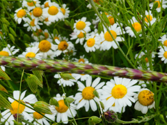 Alopecurus myosuroides