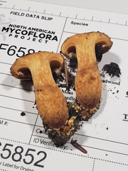 Suillus subaureus