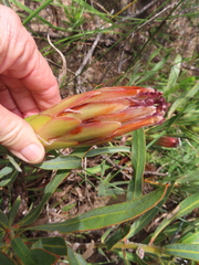 Protea burchellii