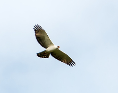 Spizaetus melanoleucus